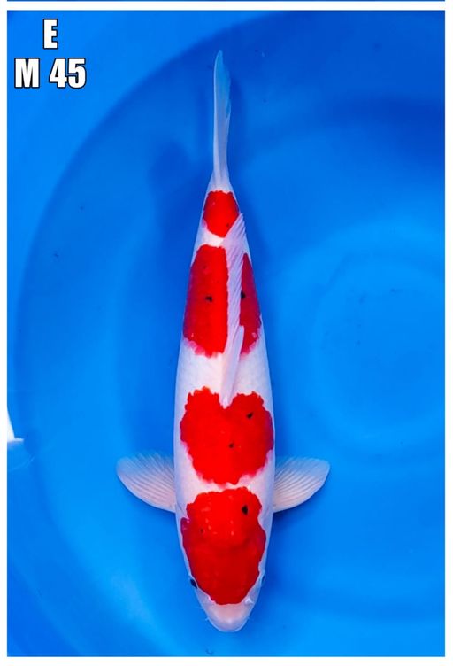 Lelang Koi Online, Jual Beli Ikan Koi, Pusat Jual Beli Koi, Info Lelang Koi Hari Ini, Platform Jual Beli Koi, Jual Beli Ikan Koi Online, Marketplace Ikan Koi, Jual Koi Terbaik, Tempat Beli Koi Berkualitas, Pasar Ikan Koi Online Terpercaya, Penjual Ikan Koi Terpercaya, Beli Koi Hias Online, Ikan Koi untuk Dijual, Koi Kualitas Terbaik, Toko Online Ikan Koi, Koi Hias Untuk Dijual, Jual Beli Ikan Koi Lokal, Koi Indonesia Online, Pusat Jual Beli Koi Terbesar