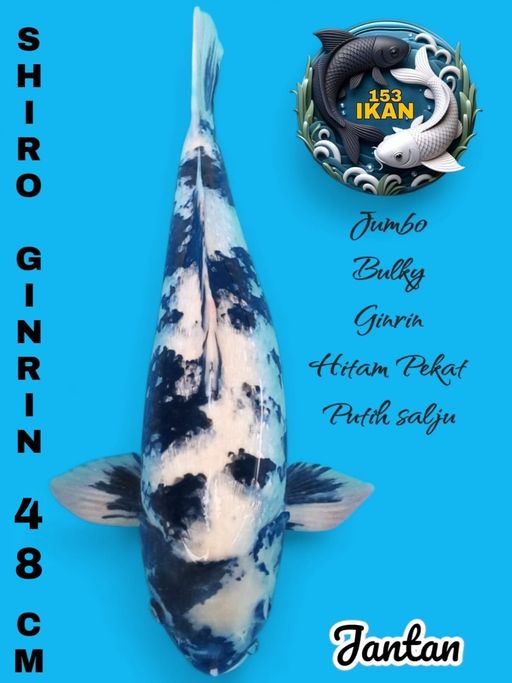 Lelang Koi Online, Jual Beli Ikan Koi, Pusat Jual Beli Koi, Info Lelang Koi Hari Ini, Platform Jual Beli Koi, Jual Beli Ikan Koi Online, Marketplace Ikan Koi, Jual Koi Terbaik, Tempat Beli Koi Berkualitas, Pasar Ikan Koi Online Terpercaya, Penjual Ikan Koi Terpercaya, Beli Koi Hias Online, Ikan Koi untuk Dijual, Koi Kualitas Terbaik, Toko Online Ikan Koi, Koi Hias Untuk Dijual, Jual Beli Ikan Koi Lokal, Koi Indonesia Online, Pusat Jual Beli Koi Terbesar