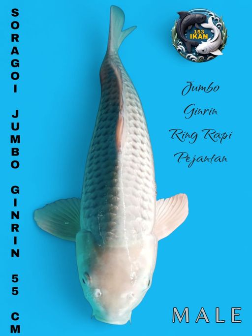 Lelang Koi Online, Jual Beli Ikan Koi, Pusat Jual Beli Koi, Info Lelang Koi Hari Ini, Platform Jual Beli Koi, Jual Beli Ikan Koi Online, Marketplace Ikan Koi, Jual Koi Terbaik, Tempat Beli Koi Berkualitas, Pasar Ikan Koi Online Terpercaya, Penjual Ikan Koi Terpercaya, Beli Koi Hias Online, Ikan Koi untuk Dijual, Koi Kualitas Terbaik, Toko Online Ikan Koi, Koi Hias Untuk Dijual, Jual Beli Ikan Koi Lokal, Koi Indonesia Online, Pusat Jual Beli Koi Terbesar