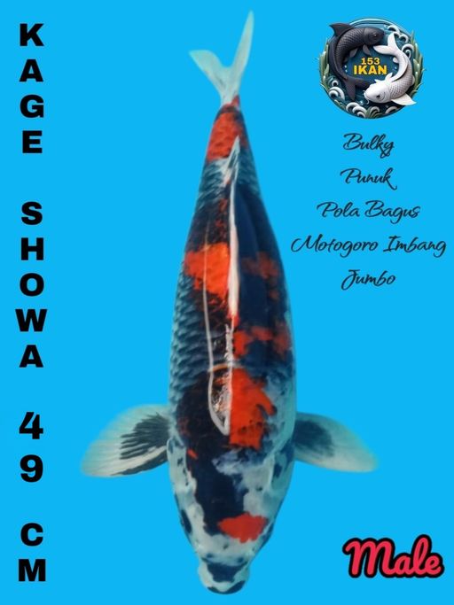 Lelang Koi Online, Jual Beli Ikan Koi, Pusat Jual Beli Koi, Info Lelang Koi Hari Ini, Platform Jual Beli Koi, Jual Beli Ikan Koi Online, Marketplace Ikan Koi, Jual Koi Terbaik, Tempat Beli Koi Berkualitas, Pasar Ikan Koi Online Terpercaya, Penjual Ikan Koi Terpercaya, Beli Koi Hias Online, Ikan Koi untuk Dijual, Koi Kualitas Terbaik, Toko Online Ikan Koi, Koi Hias Untuk Dijual, Jual Beli Ikan Koi Lokal, Koi Indonesia Online, Pusat Jual Beli Koi Terbesar