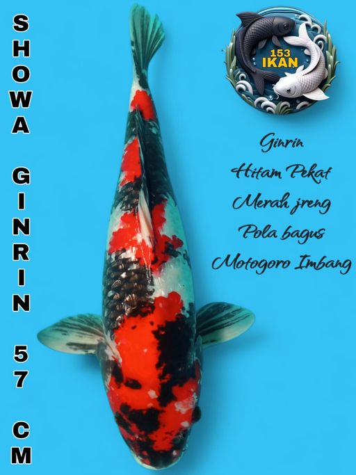 Lelang Koi Online, Jual Beli Ikan Koi, Pusat Jual Beli Koi, Info Lelang Koi Hari Ini, Platform Jual Beli Koi, Jual Beli Ikan Koi Online, Marketplace Ikan Koi, Jual Koi Terbaik, Tempat Beli Koi Berkualitas, Pasar Ikan Koi Online Terpercaya, Penjual Ikan Koi Terpercaya, Beli Koi Hias Online, Ikan Koi untuk Dijual, Koi Kualitas Terbaik, Toko Online Ikan Koi, Koi Hias Untuk Dijual, Jual Beli Ikan Koi Lokal, Koi Indonesia Online, Pusat Jual Beli Koi Terbesar
