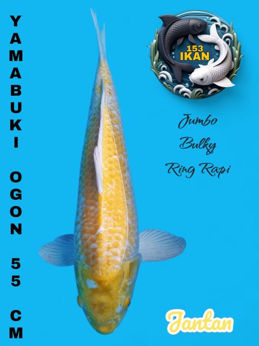 Lelang Koi Online, Jual Beli Ikan Koi, Pusat Jual Beli Koi, Info Lelang Koi Hari Ini, Platform Jual Beli Koi, Jual Beli Ikan Koi Online, Marketplace Ikan Koi, Jual Koi Terbaik, Tempat Beli Koi Berkualitas, Pasar Ikan Koi Online Terpercaya, Penjual Ikan Koi Terpercaya, Beli Koi Hias Online, Ikan Koi untuk Dijual, Koi Kualitas Terbaik, Toko Online Ikan Koi, Koi Hias Untuk Dijual, Jual Beli Ikan Koi Lokal, Koi Indonesia Online, Pusat Jual Beli Koi Terbesar