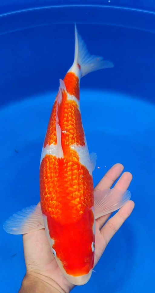 Lelang Koi Online, Jual Beli Ikan Koi, Pusat Jual Beli Koi, Info Lelang Koi Hari Ini, Platform Jual Beli Koi, Jual Beli Ikan Koi Online, Marketplace Ikan Koi, Jual Koi Terbaik, Tempat Beli Koi Berkualitas, Pasar Ikan Koi Online Terpercaya, Penjual Ikan Koi Terpercaya, Beli Koi Hias Online, Ikan Koi untuk Dijual, Koi Kualitas Terbaik, Toko Online Ikan Koi, Koi Hias Untuk Dijual, Jual Beli Ikan Koi Lokal, Koi Indonesia Online, Pusat Jual Beli Koi Terbesar