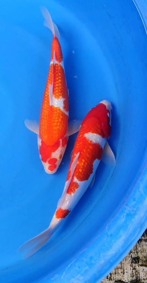 Lelang Koi Online, Jual Beli Ikan Koi, Pusat Jual Beli Koi, Info Lelang Koi Hari Ini, Platform Jual Beli Koi, Jual Beli Ikan Koi Online, Marketplace Ikan Koi, Jual Koi Terbaik, Tempat Beli Koi Berkualitas, Pasar Ikan Koi Online Terpercaya, Penjual Ikan Koi Terpercaya, Beli Koi Hias Online, Ikan Koi untuk Dijual, Koi Kualitas Terbaik, Toko Online Ikan Koi, Koi Hias Untuk Dijual, Jual Beli Ikan Koi Lokal, Koi Indonesia Online, Pusat Jual Beli Koi Terbesar