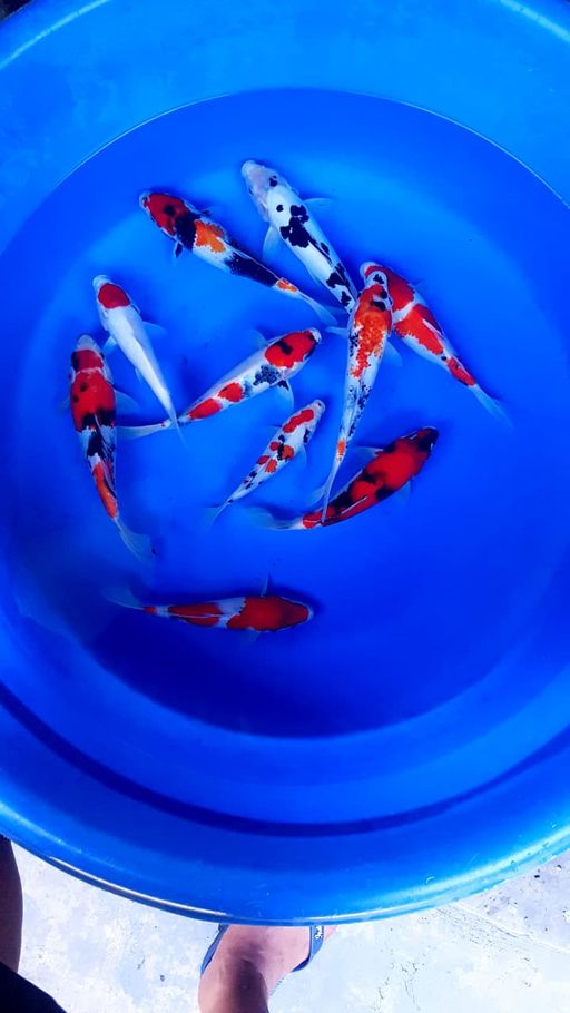 Lelang Koi Online, Jual Beli Ikan Koi, Pusat Jual Beli Koi, Info Lelang Koi Hari Ini, Platform Jual Beli Koi, Jual Beli Ikan Koi Online, Marketplace Ikan Koi, Jual Koi Terbaik, Tempat Beli Koi Berkualitas, Pasar Ikan Koi Online Terpercaya, Penjual Ikan Koi Terpercaya, Beli Koi Hias Online, Ikan Koi untuk Dijual, Koi Kualitas Terbaik, Toko Online Ikan Koi, Koi Hias Untuk Dijual, Jual Beli Ikan Koi Lokal, Koi Indonesia Online, Pusat Jual Beli Koi Terbesar