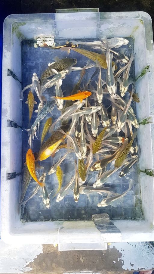 Lelang Koi Online, Jual Beli Ikan Koi, Pusat Jual Beli Koi, Info Lelang Koi Hari Ini, Platform Jual Beli Koi, Jual Beli Ikan Koi Online, Marketplace Ikan Koi, Jual Koi Terbaik, Tempat Beli Koi Berkualitas, Pasar Ikan Koi Online Terpercaya, Penjual Ikan Koi Terpercaya, Beli Koi Hias Online, Ikan Koi untuk Dijual, Koi Kualitas Terbaik, Toko Online Ikan Koi, Koi Hias Untuk Dijual, Jual Beli Ikan Koi Lokal, Koi Indonesia Online, Pusat Jual Beli Koi Terbesar