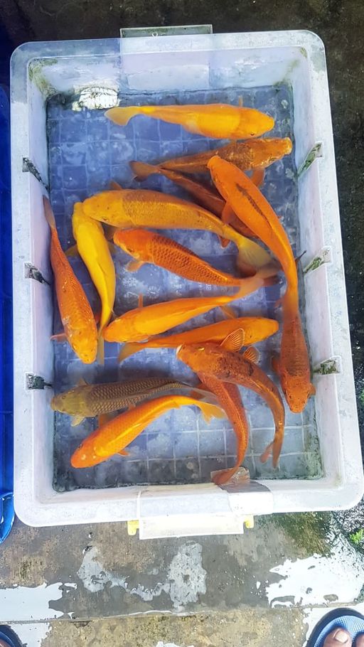 Lelang Koi Online, Jual Beli Ikan Koi, Pusat Jual Beli Koi, Info Lelang Koi Hari Ini, Platform Jual Beli Koi, Jual Beli Ikan Koi Online, Marketplace Ikan Koi, Jual Koi Terbaik, Tempat Beli Koi Berkualitas, Pasar Ikan Koi Online Terpercaya, Penjual Ikan Koi Terpercaya, Beli Koi Hias Online, Ikan Koi untuk Dijual, Koi Kualitas Terbaik, Toko Online Ikan Koi, Koi Hias Untuk Dijual, Jual Beli Ikan Koi Lokal, Koi Indonesia Online, Pusat Jual Beli Koi Terbesar