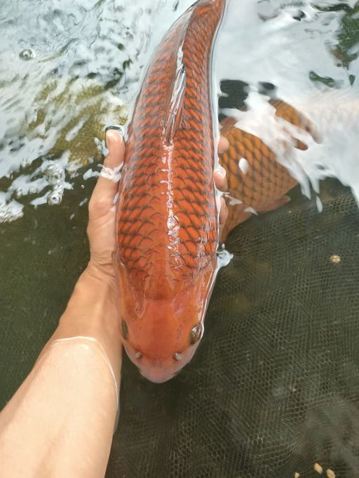 Lelang Koi Online, Jual Beli Ikan Koi, Pusat Jual Beli Koi, Info Lelang Koi Hari Ini, Platform Jual Beli Koi, Jual Beli Ikan Koi Online, Marketplace Ikan Koi, Jual Koi Terbaik, Tempat Beli Koi Berkualitas, Pasar Ikan Koi Online Terpercaya, Penjual Ikan Koi Terpercaya, Beli Koi Hias Online, Ikan Koi untuk Dijual, Koi Kualitas Terbaik, Toko Online Ikan Koi, Koi Hias Untuk Dijual, Jual Beli Ikan Koi Lokal, Koi Indonesia Online, Pusat Jual Beli Koi Terbesar