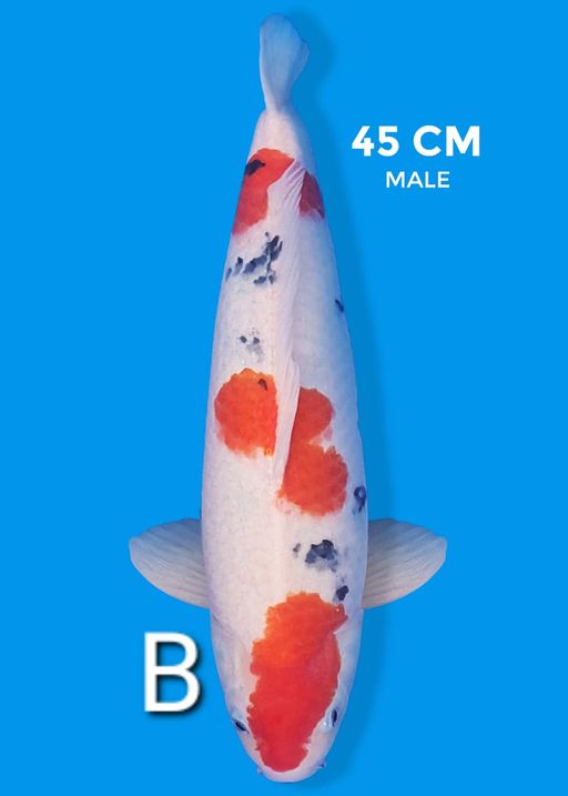 Lelang Koi Online, Jual Beli Ikan Koi, Pusat Jual Beli Koi, Info Lelang Koi Hari Ini, Platform Jual Beli Koi, Jual Beli Ikan Koi Online, Marketplace Ikan Koi, Jual Koi Terbaik, Tempat Beli Koi Berkualitas, Pasar Ikan Koi Online Terpercaya, Penjual Ikan Koi Terpercaya, Beli Koi Hias Online, Ikan Koi untuk Dijual, Koi Kualitas Terbaik, Toko Online Ikan Koi, Koi Hias Untuk Dijual, Jual Beli Ikan Koi Lokal, Koi Indonesia Online, Pusat Jual Beli Koi Terbesar