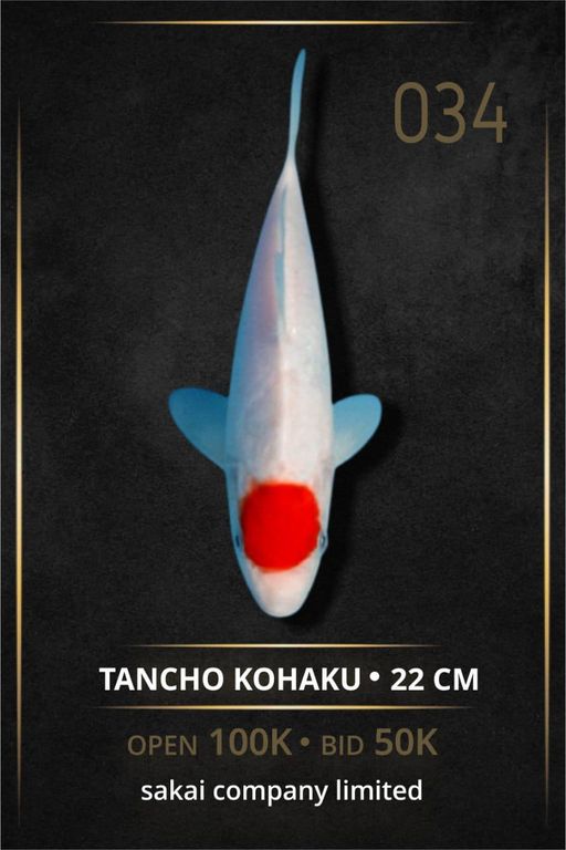 Lelang Koi Online, Jual Beli Ikan Koi, Pusat Jual Beli Koi, Info Lelang Koi Hari Ini, Platform Jual Beli Koi, Jual Beli Ikan Koi Online, Marketplace Ikan Koi, Jual Koi Terbaik, Tempat Beli Koi Berkualitas, Pasar Ikan Koi Online Terpercaya, Penjual Ikan Koi Terpercaya, Beli Koi Hias Online, Ikan Koi untuk Dijual, Koi Kualitas Terbaik, Toko Online Ikan Koi, Koi Hias Untuk Dijual, Jual Beli Ikan Koi Lokal, Koi Indonesia Online, Pusat Jual Beli Koi Terbesar