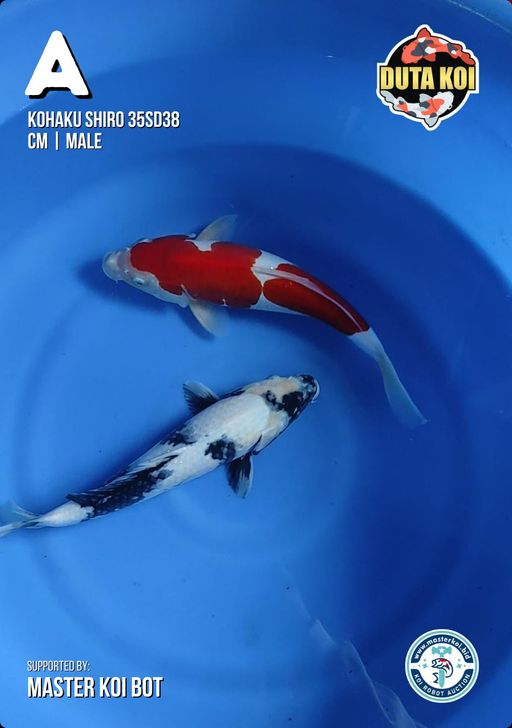 Lelang Koi Online, Jual Beli Ikan Koi, Pusat Jual Beli Koi, Info Lelang Koi Hari Ini, Platform Jual Beli Koi, Jual Beli Ikan Koi Online, Marketplace Ikan Koi, Jual Koi Terbaik, Tempat Beli Koi Berkualitas, Pasar Ikan Koi Online Terpercaya, Penjual Ikan Koi Terpercaya, Beli Koi Hias Online, Ikan Koi untuk Dijual, Koi Kualitas Terbaik, Toko Online Ikan Koi, Koi Hias Untuk Dijual, Jual Beli Ikan Koi Lokal, Koi Indonesia Online, Pusat Jual Beli Koi Terbesar
