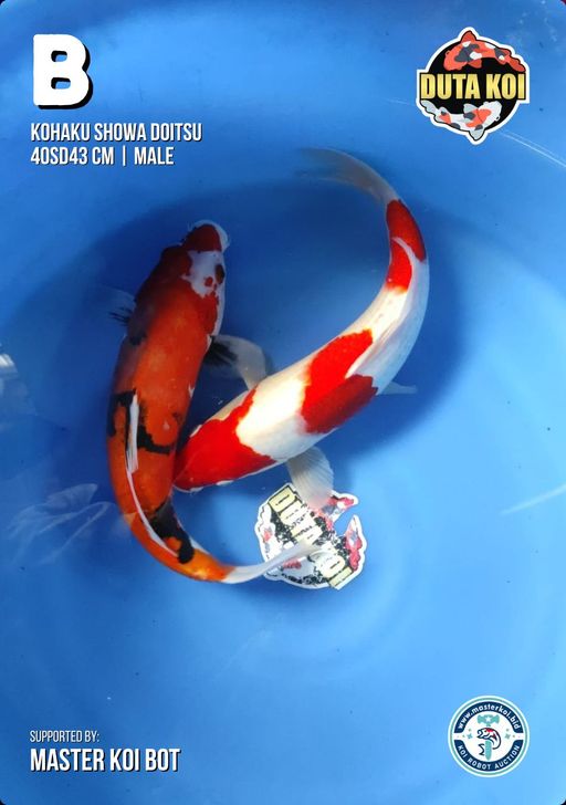 Lelang Koi Online, Jual Beli Ikan Koi, Pusat Jual Beli Koi, Info Lelang Koi Hari Ini, Platform Jual Beli Koi, Jual Beli Ikan Koi Online, Marketplace Ikan Koi, Jual Koi Terbaik, Tempat Beli Koi Berkualitas, Pasar Ikan Koi Online Terpercaya, Penjual Ikan Koi Terpercaya, Beli Koi Hias Online, Ikan Koi untuk Dijual, Koi Kualitas Terbaik, Toko Online Ikan Koi, Koi Hias Untuk Dijual, Jual Beli Ikan Koi Lokal, Koi Indonesia Online, Pusat Jual Beli Koi Terbesar