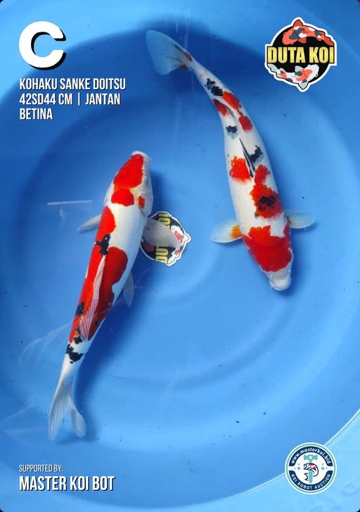 Lelang Koi Online, Jual Beli Ikan Koi, Pusat Jual Beli Koi, Info Lelang Koi Hari Ini, Platform Jual Beli Koi, Jual Beli Ikan Koi Online, Marketplace Ikan Koi, Jual Koi Terbaik, Tempat Beli Koi Berkualitas, Pasar Ikan Koi Online Terpercaya, Penjual Ikan Koi Terpercaya, Beli Koi Hias Online, Ikan Koi untuk Dijual, Koi Kualitas Terbaik, Toko Online Ikan Koi, Koi Hias Untuk Dijual, Jual Beli Ikan Koi Lokal, Koi Indonesia Online, Pusat Jual Beli Koi Terbesar
