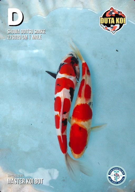Lelang Koi Online, Jual Beli Ikan Koi, Pusat Jual Beli Koi, Info Lelang Koi Hari Ini, Platform Jual Beli Koi, Jual Beli Ikan Koi Online, Marketplace Ikan Koi, Jual Koi Terbaik, Tempat Beli Koi Berkualitas, Pasar Ikan Koi Online Terpercaya, Penjual Ikan Koi Terpercaya, Beli Koi Hias Online, Ikan Koi untuk Dijual, Koi Kualitas Terbaik, Toko Online Ikan Koi, Koi Hias Untuk Dijual, Jual Beli Ikan Koi Lokal, Koi Indonesia Online, Pusat Jual Beli Koi Terbesar
