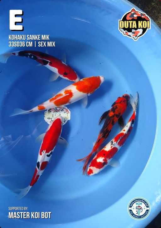 Lelang Koi Online, Jual Beli Ikan Koi, Pusat Jual Beli Koi, Info Lelang Koi Hari Ini, Platform Jual Beli Koi, Jual Beli Ikan Koi Online, Marketplace Ikan Koi, Jual Koi Terbaik, Tempat Beli Koi Berkualitas, Pasar Ikan Koi Online Terpercaya, Penjual Ikan Koi Terpercaya, Beli Koi Hias Online, Ikan Koi untuk Dijual, Koi Kualitas Terbaik, Toko Online Ikan Koi, Koi Hias Untuk Dijual, Jual Beli Ikan Koi Lokal, Koi Indonesia Online, Pusat Jual Beli Koi Terbesar