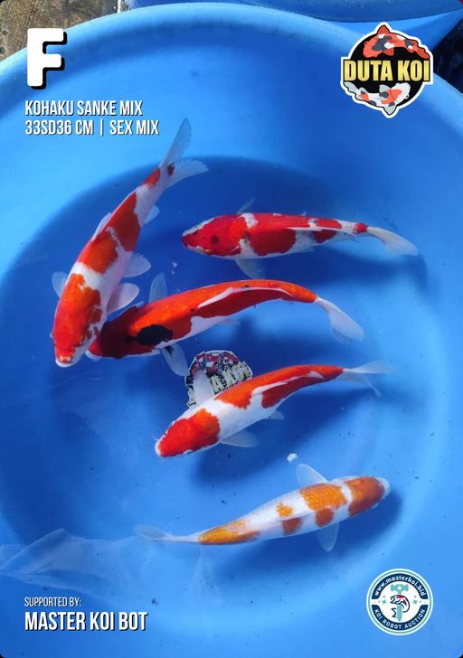 Lelang Koi Online, Jual Beli Ikan Koi, Pusat Jual Beli Koi, Info Lelang Koi Hari Ini, Platform Jual Beli Koi, Jual Beli Ikan Koi Online, Marketplace Ikan Koi, Jual Koi Terbaik, Tempat Beli Koi Berkualitas, Pasar Ikan Koi Online Terpercaya, Penjual Ikan Koi Terpercaya, Beli Koi Hias Online, Ikan Koi untuk Dijual, Koi Kualitas Terbaik, Toko Online Ikan Koi, Koi Hias Untuk Dijual, Jual Beli Ikan Koi Lokal, Koi Indonesia Online, Pusat Jual Beli Koi Terbesar