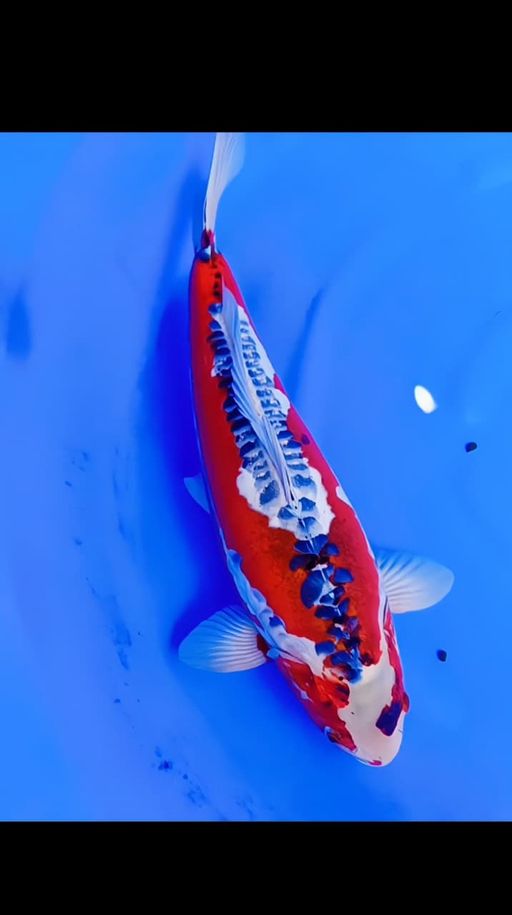 Lelang Koi Online, Jual Beli Ikan Koi, Pusat Jual Beli Koi, Info Lelang Koi Hari Ini, Platform Jual Beli Koi, Jual Beli Ikan Koi Online, Marketplace Ikan Koi, Jual Koi Terbaik, Tempat Beli Koi Berkualitas, Pasar Ikan Koi Online Terpercaya, Penjual Ikan Koi Terpercaya, Beli Koi Hias Online, Ikan Koi untuk Dijual, Koi Kualitas Terbaik, Toko Online Ikan Koi, Koi Hias Untuk Dijual, Jual Beli Ikan Koi Lokal, Koi Indonesia Online, Pusat Jual Beli Koi Terbesar