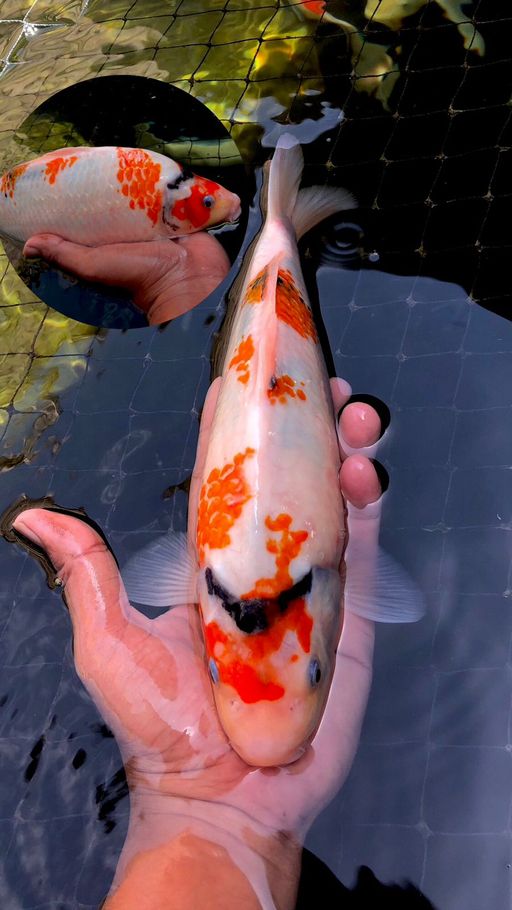 Lelang Koi Online, Jual Beli Ikan Koi, Pusat Jual Beli Koi, Info Lelang Koi Hari Ini, Platform Jual Beli Koi, Jual Beli Ikan Koi Online, Marketplace Ikan Koi, Jual Koi Terbaik, Tempat Beli Koi Berkualitas, Pasar Ikan Koi Online Terpercaya, Penjual Ikan Koi Terpercaya, Beli Koi Hias Online, Ikan Koi untuk Dijual, Koi Kualitas Terbaik, Toko Online Ikan Koi, Koi Hias Untuk Dijual, Jual Beli Ikan Koi Lokal, Koi Indonesia Online, Pusat Jual Beli Koi Terbesar