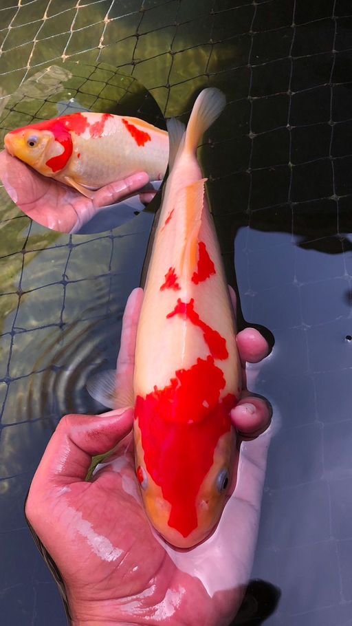 Lelang Koi Online, Jual Beli Ikan Koi, Pusat Jual Beli Koi, Info Lelang Koi Hari Ini, Platform Jual Beli Koi, Jual Beli Ikan Koi Online, Marketplace Ikan Koi, Jual Koi Terbaik, Tempat Beli Koi Berkualitas, Pasar Ikan Koi Online Terpercaya, Penjual Ikan Koi Terpercaya, Beli Koi Hias Online, Ikan Koi untuk Dijual, Koi Kualitas Terbaik, Toko Online Ikan Koi, Koi Hias Untuk Dijual, Jual Beli Ikan Koi Lokal, Koi Indonesia Online, Pusat Jual Beli Koi Terbesar