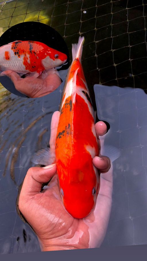 Lelang Koi Online, Jual Beli Ikan Koi, Pusat Jual Beli Koi, Info Lelang Koi Hari Ini, Platform Jual Beli Koi, Jual Beli Ikan Koi Online, Marketplace Ikan Koi, Jual Koi Terbaik, Tempat Beli Koi Berkualitas, Pasar Ikan Koi Online Terpercaya, Penjual Ikan Koi Terpercaya, Beli Koi Hias Online, Ikan Koi untuk Dijual, Koi Kualitas Terbaik, Toko Online Ikan Koi, Koi Hias Untuk Dijual, Jual Beli Ikan Koi Lokal, Koi Indonesia Online, Pusat Jual Beli Koi Terbesar