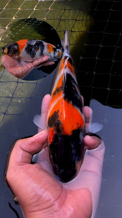 Lelang Koi Online, Jual Beli Ikan Koi, Pusat Jual Beli Koi, Info Lelang Koi Hari Ini, Platform Jual Beli Koi, Jual Beli Ikan Koi Online, Marketplace Ikan Koi, Jual Koi Terbaik, Tempat Beli Koi Berkualitas, Pasar Ikan Koi Online Terpercaya, Penjual Ikan Koi Terpercaya, Beli Koi Hias Online, Ikan Koi untuk Dijual, Koi Kualitas Terbaik, Toko Online Ikan Koi, Koi Hias Untuk Dijual, Jual Beli Ikan Koi Lokal, Koi Indonesia Online, Pusat Jual Beli Koi Terbesar