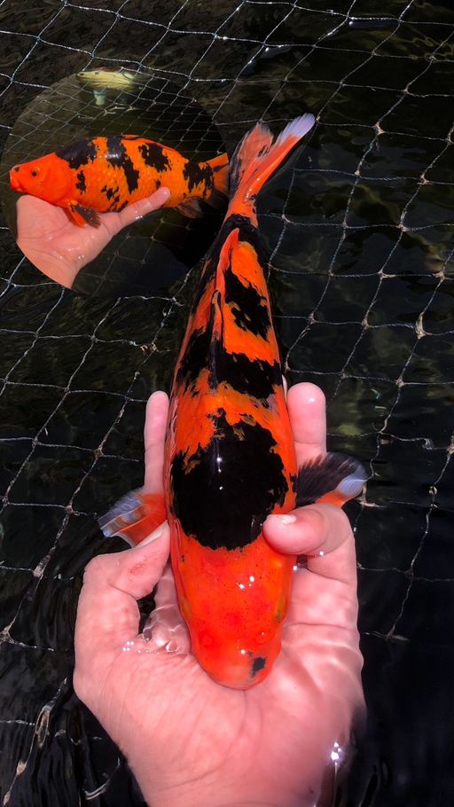 Lelang Koi Online, Jual Beli Ikan Koi, Pusat Jual Beli Koi, Info Lelang Koi Hari Ini, Platform Jual Beli Koi, Jual Beli Ikan Koi Online, Marketplace Ikan Koi, Jual Koi Terbaik, Tempat Beli Koi Berkualitas, Pasar Ikan Koi Online Terpercaya, Penjual Ikan Koi Terpercaya, Beli Koi Hias Online, Ikan Koi untuk Dijual, Koi Kualitas Terbaik, Toko Online Ikan Koi, Koi Hias Untuk Dijual, Jual Beli Ikan Koi Lokal, Koi Indonesia Online, Pusat Jual Beli Koi Terbesar