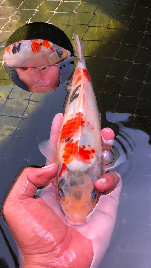 Lelang Koi Online, Jual Beli Ikan Koi, Pusat Jual Beli Koi, Info Lelang Koi Hari Ini, Platform Jual Beli Koi, Jual Beli Ikan Koi Online, Marketplace Ikan Koi, Jual Koi Terbaik, Tempat Beli Koi Berkualitas, Pasar Ikan Koi Online Terpercaya, Penjual Ikan Koi Terpercaya, Beli Koi Hias Online, Ikan Koi untuk Dijual, Koi Kualitas Terbaik, Toko Online Ikan Koi, Koi Hias Untuk Dijual, Jual Beli Ikan Koi Lokal, Koi Indonesia Online, Pusat Jual Beli Koi Terbesar