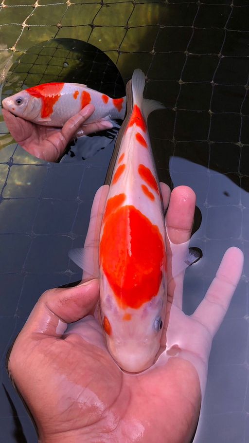 Lelang Koi Online, Jual Beli Ikan Koi, Pusat Jual Beli Koi, Info Lelang Koi Hari Ini, Platform Jual Beli Koi, Jual Beli Ikan Koi Online, Marketplace Ikan Koi, Jual Koi Terbaik, Tempat Beli Koi Berkualitas, Pasar Ikan Koi Online Terpercaya, Penjual Ikan Koi Terpercaya, Beli Koi Hias Online, Ikan Koi untuk Dijual, Koi Kualitas Terbaik, Toko Online Ikan Koi, Koi Hias Untuk Dijual, Jual Beli Ikan Koi Lokal, Koi Indonesia Online, Pusat Jual Beli Koi Terbesar
