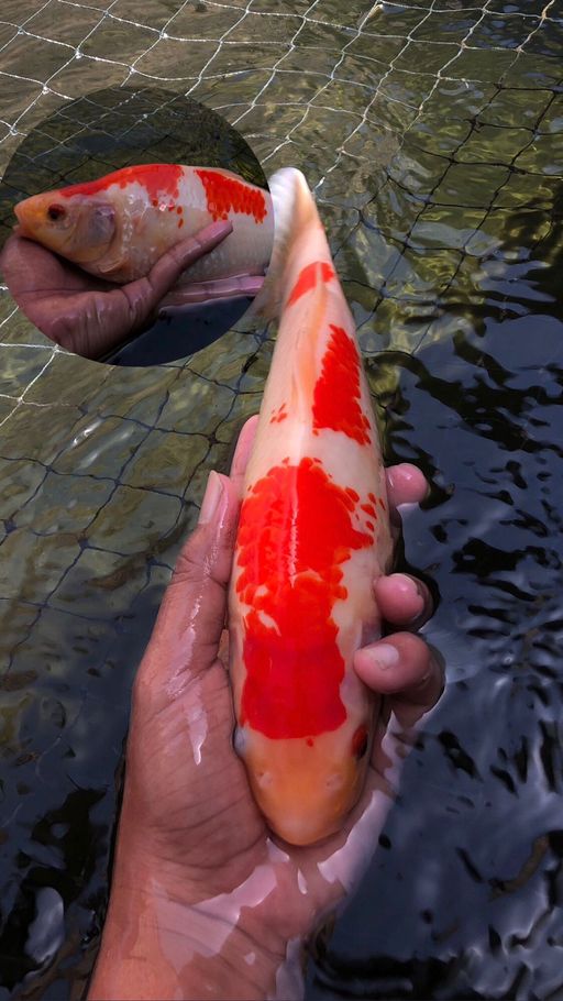 Lelang Koi Online, Jual Beli Ikan Koi, Pusat Jual Beli Koi, Info Lelang Koi Hari Ini, Platform Jual Beli Koi, Jual Beli Ikan Koi Online, Marketplace Ikan Koi, Jual Koi Terbaik, Tempat Beli Koi Berkualitas, Pasar Ikan Koi Online Terpercaya, Penjual Ikan Koi Terpercaya, Beli Koi Hias Online, Ikan Koi untuk Dijual, Koi Kualitas Terbaik, Toko Online Ikan Koi, Koi Hias Untuk Dijual, Jual Beli Ikan Koi Lokal, Koi Indonesia Online, Pusat Jual Beli Koi Terbesar