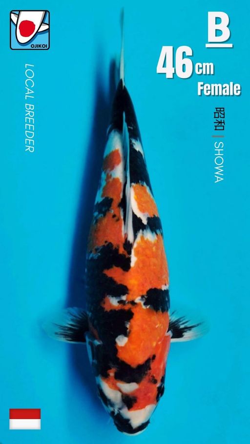 Lelang Koi Online, Jual Beli Ikan Koi, Pusat Jual Beli Koi, Info Lelang Koi Hari Ini, Platform Jual Beli Koi, Jual Beli Ikan Koi Online, Marketplace Ikan Koi, Jual Koi Terbaik, Tempat Beli Koi Berkualitas, Pasar Ikan Koi Online Terpercaya, Penjual Ikan Koi Terpercaya, Beli Koi Hias Online, Ikan Koi untuk Dijual, Koi Kualitas Terbaik, Toko Online Ikan Koi, Koi Hias Untuk Dijual, Jual Beli Ikan Koi Lokal, Koi Indonesia Online, Pusat Jual Beli Koi Terbesar