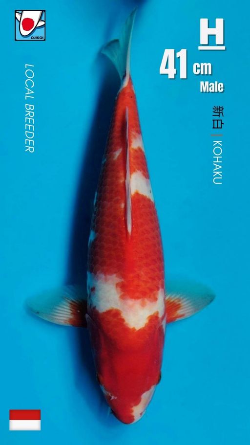 Lelang Koi Online, Jual Beli Ikan Koi, Pusat Jual Beli Koi, Info Lelang Koi Hari Ini, Platform Jual Beli Koi, Jual Beli Ikan Koi Online, Marketplace Ikan Koi, Jual Koi Terbaik, Tempat Beli Koi Berkualitas, Pasar Ikan Koi Online Terpercaya, Penjual Ikan Koi Terpercaya, Beli Koi Hias Online, Ikan Koi untuk Dijual, Koi Kualitas Terbaik, Toko Online Ikan Koi, Koi Hias Untuk Dijual, Jual Beli Ikan Koi Lokal, Koi Indonesia Online, Pusat Jual Beli Koi Terbesar