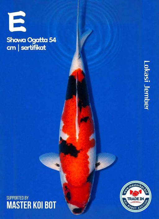 Lelang Koi Online, Jual Beli Ikan Koi, Pusat Jual Beli Koi, Info Lelang Koi Hari Ini, Platform Jual Beli Koi, Jual Beli Ikan Koi Online, Marketplace Ikan Koi, Jual Koi Terbaik, Tempat Beli Koi Berkualitas, Pasar Ikan Koi Online Terpercaya, Penjual Ikan Koi Terpercaya, Beli Koi Hias Online, Ikan Koi untuk Dijual, Koi Kualitas Terbaik, Toko Online Ikan Koi, Koi Hias Untuk Dijual, Jual Beli Ikan Koi Lokal, Koi Indonesia Online, Pusat Jual Beli Koi Terbesar