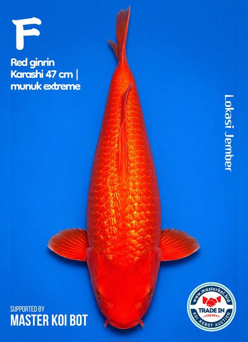 Lelang Koi Online, Jual Beli Ikan Koi, Pusat Jual Beli Koi, Info Lelang Koi Hari Ini, Platform Jual Beli Koi, Jual Beli Ikan Koi Online, Marketplace Ikan Koi, Jual Koi Terbaik, Tempat Beli Koi Berkualitas, Pasar Ikan Koi Online Terpercaya, Penjual Ikan Koi Terpercaya, Beli Koi Hias Online, Ikan Koi untuk Dijual, Koi Kualitas Terbaik, Toko Online Ikan Koi, Koi Hias Untuk Dijual, Jual Beli Ikan Koi Lokal, Koi Indonesia Online, Pusat Jual Beli Koi Terbesar