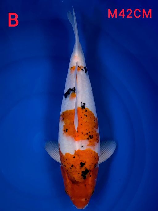 Lelang Koi Online, Jual Beli Ikan Koi, Pusat Jual Beli Koi, Info Lelang Koi Hari Ini, Platform Jual Beli Koi, Jual Beli Ikan Koi Online, Marketplace Ikan Koi, Jual Koi Terbaik, Tempat Beli Koi Berkualitas, Pasar Ikan Koi Online Terpercaya, Penjual Ikan Koi Terpercaya, Beli Koi Hias Online, Ikan Koi untuk Dijual, Koi Kualitas Terbaik, Toko Online Ikan Koi, Koi Hias Untuk Dijual, Jual Beli Ikan Koi Lokal, Koi Indonesia Online, Pusat Jual Beli Koi Terbesar