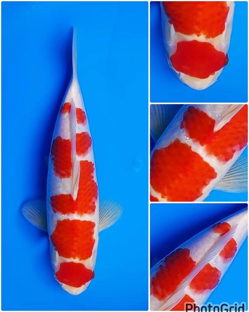 Lelang Koi Online, Jual Beli Ikan Koi, Pusat Jual Beli Koi, Info Lelang Koi Hari Ini, Platform Jual Beli Koi, Jual Beli Ikan Koi Online, Marketplace Ikan Koi, Jual Koi Terbaik, Tempat Beli Koi Berkualitas, Pasar Ikan Koi Online Terpercaya, Penjual Ikan Koi Terpercaya, Beli Koi Hias Online, Ikan Koi untuk Dijual, Koi Kualitas Terbaik, Toko Online Ikan Koi, Koi Hias Untuk Dijual, Jual Beli Ikan Koi Lokal, Koi Indonesia Online, Pusat Jual Beli Koi Terbesar