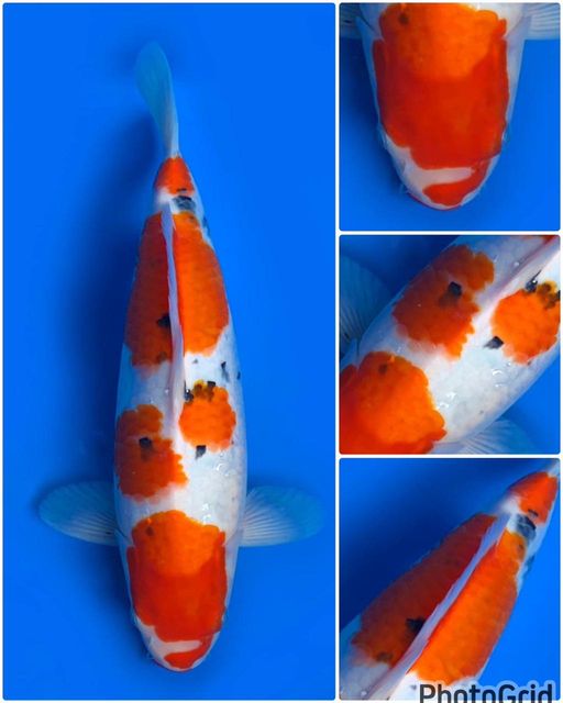 Lelang Koi Online, Jual Beli Ikan Koi, Pusat Jual Beli Koi, Info Lelang Koi Hari Ini, Platform Jual Beli Koi, Jual Beli Ikan Koi Online, Marketplace Ikan Koi, Jual Koi Terbaik, Tempat Beli Koi Berkualitas, Pasar Ikan Koi Online Terpercaya, Penjual Ikan Koi Terpercaya, Beli Koi Hias Online, Ikan Koi untuk Dijual, Koi Kualitas Terbaik, Toko Online Ikan Koi, Koi Hias Untuk Dijual, Jual Beli Ikan Koi Lokal, Koi Indonesia Online, Pusat Jual Beli Koi Terbesar