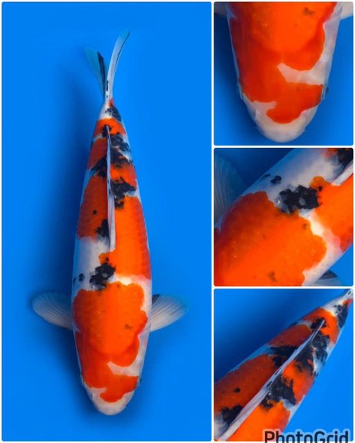 Lelang Koi Online, Jual Beli Ikan Koi, Pusat Jual Beli Koi, Info Lelang Koi Hari Ini, Platform Jual Beli Koi, Jual Beli Ikan Koi Online, Marketplace Ikan Koi, Jual Koi Terbaik, Tempat Beli Koi Berkualitas, Pasar Ikan Koi Online Terpercaya, Penjual Ikan Koi Terpercaya, Beli Koi Hias Online, Ikan Koi untuk Dijual, Koi Kualitas Terbaik, Toko Online Ikan Koi, Koi Hias Untuk Dijual, Jual Beli Ikan Koi Lokal, Koi Indonesia Online, Pusat Jual Beli Koi Terbesar