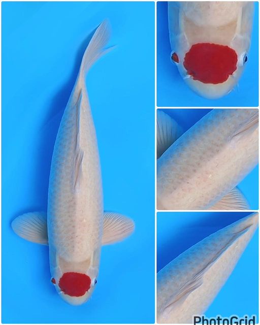 Lelang Koi Online, Jual Beli Ikan Koi, Pusat Jual Beli Koi, Info Lelang Koi Hari Ini, Platform Jual Beli Koi, Jual Beli Ikan Koi Online, Marketplace Ikan Koi, Jual Koi Terbaik, Tempat Beli Koi Berkualitas, Pasar Ikan Koi Online Terpercaya, Penjual Ikan Koi Terpercaya, Beli Koi Hias Online, Ikan Koi untuk Dijual, Koi Kualitas Terbaik, Toko Online Ikan Koi, Koi Hias Untuk Dijual, Jual Beli Ikan Koi Lokal, Koi Indonesia Online, Pusat Jual Beli Koi Terbesar