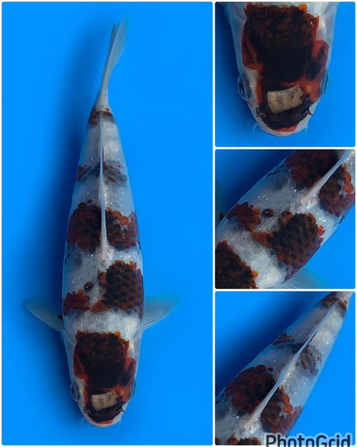 Lelang Koi Online, Jual Beli Ikan Koi, Pusat Jual Beli Koi, Info Lelang Koi Hari Ini, Platform Jual Beli Koi, Jual Beli Ikan Koi Online, Marketplace Ikan Koi, Jual Koi Terbaik, Tempat Beli Koi Berkualitas, Pasar Ikan Koi Online Terpercaya, Penjual Ikan Koi Terpercaya, Beli Koi Hias Online, Ikan Koi untuk Dijual, Koi Kualitas Terbaik, Toko Online Ikan Koi, Koi Hias Untuk Dijual, Jual Beli Ikan Koi Lokal, Koi Indonesia Online, Pusat Jual Beli Koi Terbesar