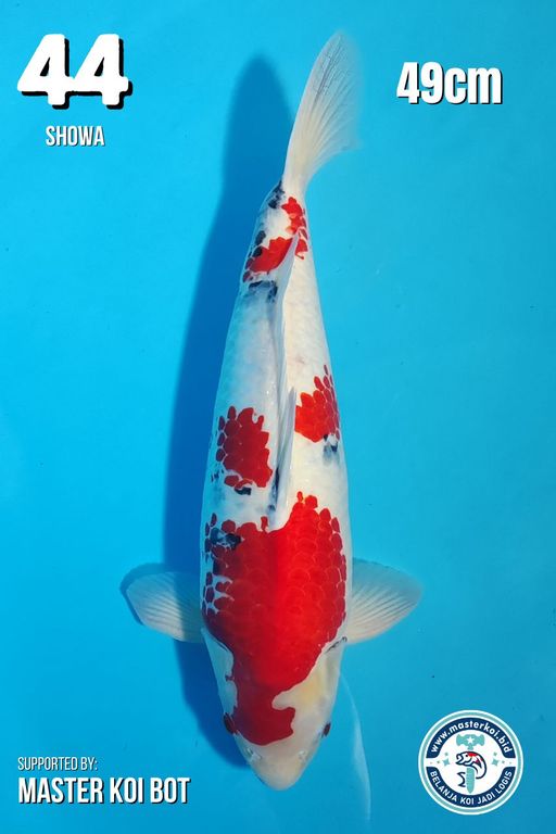 Lelang Koi Online, Jual Beli Ikan Koi, Pusat Jual Beli Koi, Info Lelang Koi Hari Ini, Platform Jual Beli Koi, Jual Beli Ikan Koi Online, Marketplace Ikan Koi, Jual Koi Terbaik, Tempat Beli Koi Berkualitas, Pasar Ikan Koi Online Terpercaya, Penjual Ikan Koi Terpercaya, Beli Koi Hias Online, Ikan Koi untuk Dijual, Koi Kualitas Terbaik, Toko Online Ikan Koi, Koi Hias Untuk Dijual, Jual Beli Ikan Koi Lokal, Koi Indonesia Online, Pusat Jual Beli Koi Terbesar