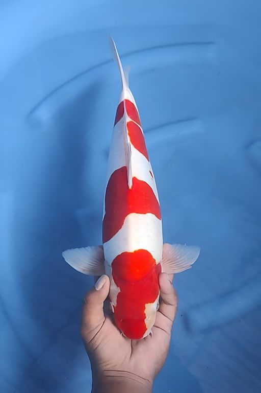 Lelang Koi Online, Jual Beli Ikan Koi, Pusat Jual Beli Koi, Info Lelang Koi Hari Ini, Platform Jual Beli Koi, Jual Beli Ikan Koi Online, Marketplace Ikan Koi, Jual Koi Terbaik, Tempat Beli Koi Berkualitas, Pasar Ikan Koi Online Terpercaya, Penjual Ikan Koi Terpercaya, Beli Koi Hias Online, Ikan Koi untuk Dijual, Koi Kualitas Terbaik, Toko Online Ikan Koi, Koi Hias Untuk Dijual, Jual Beli Ikan Koi Lokal, Koi Indonesia Online, Pusat Jual Beli Koi Terbesar