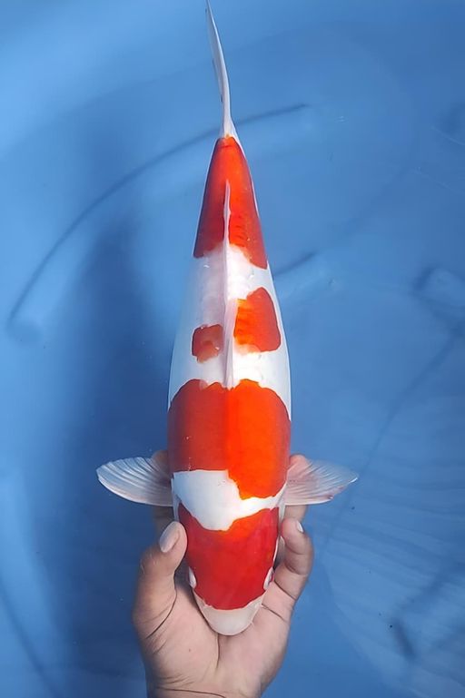 Lelang Koi Online, Jual Beli Ikan Koi, Pusat Jual Beli Koi, Info Lelang Koi Hari Ini, Platform Jual Beli Koi, Jual Beli Ikan Koi Online, Marketplace Ikan Koi, Jual Koi Terbaik, Tempat Beli Koi Berkualitas, Pasar Ikan Koi Online Terpercaya, Penjual Ikan Koi Terpercaya, Beli Koi Hias Online, Ikan Koi untuk Dijual, Koi Kualitas Terbaik, Toko Online Ikan Koi, Koi Hias Untuk Dijual, Jual Beli Ikan Koi Lokal, Koi Indonesia Online, Pusat Jual Beli Koi Terbesar