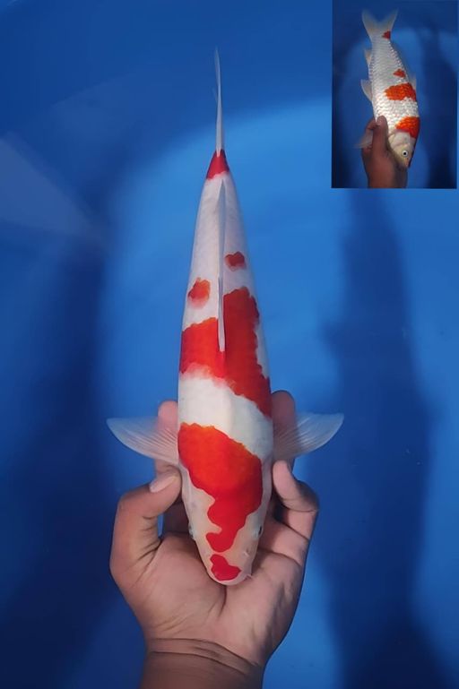 Lelang Koi Online, Jual Beli Ikan Koi, Pusat Jual Beli Koi, Info Lelang Koi Hari Ini, Platform Jual Beli Koi, Jual Beli Ikan Koi Online, Marketplace Ikan Koi, Jual Koi Terbaik, Tempat Beli Koi Berkualitas, Pasar Ikan Koi Online Terpercaya, Penjual Ikan Koi Terpercaya, Beli Koi Hias Online, Ikan Koi untuk Dijual, Koi Kualitas Terbaik, Toko Online Ikan Koi, Koi Hias Untuk Dijual, Jual Beli Ikan Koi Lokal, Koi Indonesia Online, Pusat Jual Beli Koi Terbesar