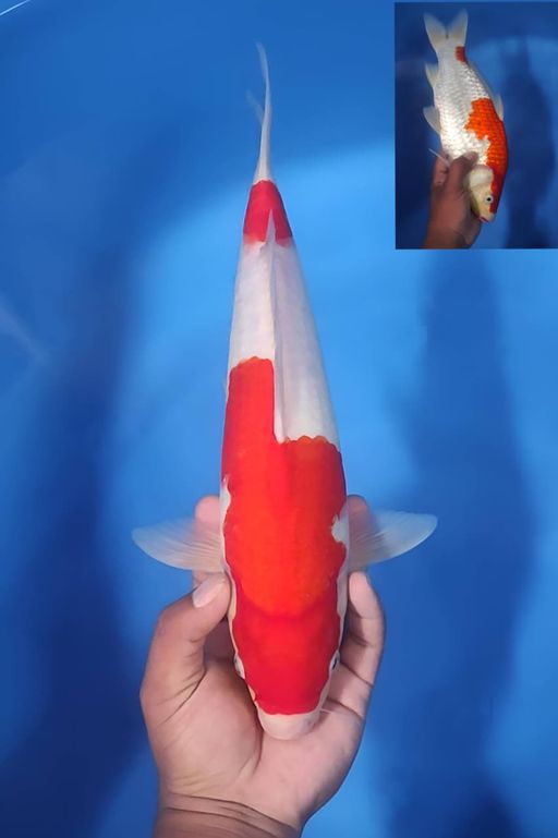 Lelang Koi Online, Jual Beli Ikan Koi, Pusat Jual Beli Koi, Info Lelang Koi Hari Ini, Platform Jual Beli Koi, Jual Beli Ikan Koi Online, Marketplace Ikan Koi, Jual Koi Terbaik, Tempat Beli Koi Berkualitas, Pasar Ikan Koi Online Terpercaya, Penjual Ikan Koi Terpercaya, Beli Koi Hias Online, Ikan Koi untuk Dijual, Koi Kualitas Terbaik, Toko Online Ikan Koi, Koi Hias Untuk Dijual, Jual Beli Ikan Koi Lokal, Koi Indonesia Online, Pusat Jual Beli Koi Terbesar