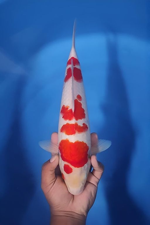 Lelang Koi Online, Jual Beli Ikan Koi, Pusat Jual Beli Koi, Info Lelang Koi Hari Ini, Platform Jual Beli Koi, Jual Beli Ikan Koi Online, Marketplace Ikan Koi, Jual Koi Terbaik, Tempat Beli Koi Berkualitas, Pasar Ikan Koi Online Terpercaya, Penjual Ikan Koi Terpercaya, Beli Koi Hias Online, Ikan Koi untuk Dijual, Koi Kualitas Terbaik, Toko Online Ikan Koi, Koi Hias Untuk Dijual, Jual Beli Ikan Koi Lokal, Koi Indonesia Online, Pusat Jual Beli Koi Terbesar