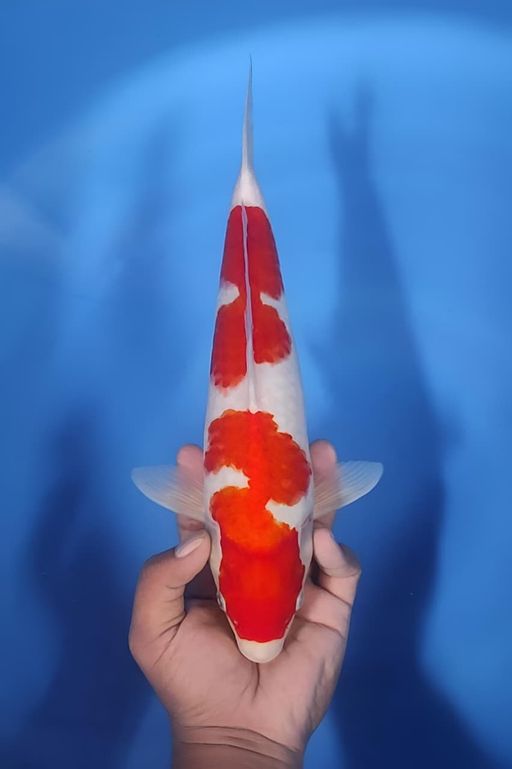 Lelang Koi Online, Jual Beli Ikan Koi, Pusat Jual Beli Koi, Info Lelang Koi Hari Ini, Platform Jual Beli Koi, Jual Beli Ikan Koi Online, Marketplace Ikan Koi, Jual Koi Terbaik, Tempat Beli Koi Berkualitas, Pasar Ikan Koi Online Terpercaya, Penjual Ikan Koi Terpercaya, Beli Koi Hias Online, Ikan Koi untuk Dijual, Koi Kualitas Terbaik, Toko Online Ikan Koi, Koi Hias Untuk Dijual, Jual Beli Ikan Koi Lokal, Koi Indonesia Online, Pusat Jual Beli Koi Terbesar