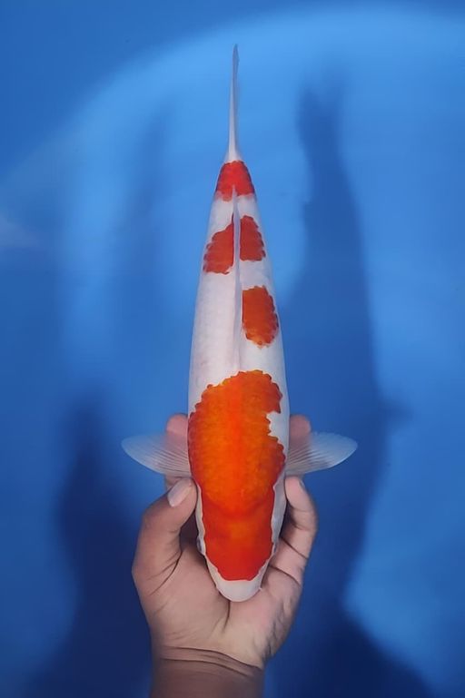 Lelang Koi Online, Jual Beli Ikan Koi, Pusat Jual Beli Koi, Info Lelang Koi Hari Ini, Platform Jual Beli Koi, Jual Beli Ikan Koi Online, Marketplace Ikan Koi, Jual Koi Terbaik, Tempat Beli Koi Berkualitas, Pasar Ikan Koi Online Terpercaya, Penjual Ikan Koi Terpercaya, Beli Koi Hias Online, Ikan Koi untuk Dijual, Koi Kualitas Terbaik, Toko Online Ikan Koi, Koi Hias Untuk Dijual, Jual Beli Ikan Koi Lokal, Koi Indonesia Online, Pusat Jual Beli Koi Terbesar