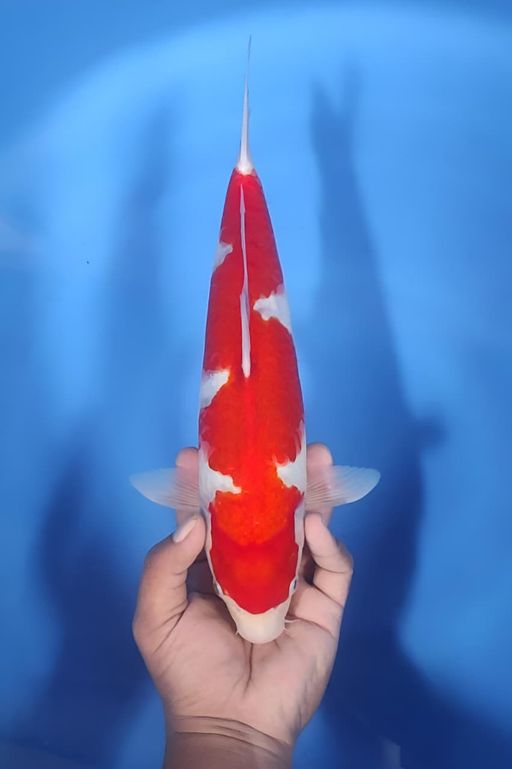 Lelang Koi Online, Jual Beli Ikan Koi, Pusat Jual Beli Koi, Info Lelang Koi Hari Ini, Platform Jual Beli Koi, Jual Beli Ikan Koi Online, Marketplace Ikan Koi, Jual Koi Terbaik, Tempat Beli Koi Berkualitas, Pasar Ikan Koi Online Terpercaya, Penjual Ikan Koi Terpercaya, Beli Koi Hias Online, Ikan Koi untuk Dijual, Koi Kualitas Terbaik, Toko Online Ikan Koi, Koi Hias Untuk Dijual, Jual Beli Ikan Koi Lokal, Koi Indonesia Online, Pusat Jual Beli Koi Terbesar