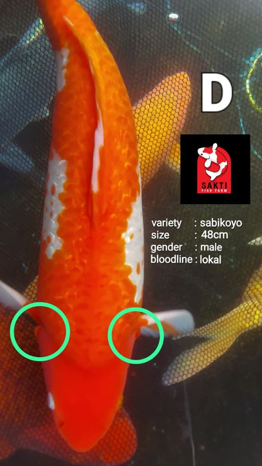 Lelang Koi Online, Jual Beli Ikan Koi, Pusat Jual Beli Koi, Info Lelang Koi Hari Ini, Platform Jual Beli Koi, Jual Beli Ikan Koi Online, Marketplace Ikan Koi, Jual Koi Terbaik, Tempat Beli Koi Berkualitas, Pasar Ikan Koi Online Terpercaya, Penjual Ikan Koi Terpercaya, Beli Koi Hias Online, Ikan Koi untuk Dijual, Koi Kualitas Terbaik, Toko Online Ikan Koi, Koi Hias Untuk Dijual, Jual Beli Ikan Koi Lokal, Koi Indonesia Online, Pusat Jual Beli Koi Terbesar