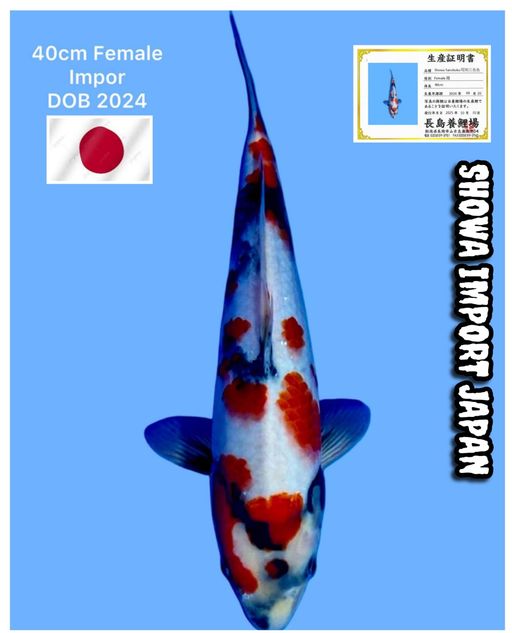 Lelang Koi Online, Jual Beli Ikan Koi, Pusat Jual Beli Koi, Info Lelang Koi Hari Ini, Platform Jual Beli Koi, Jual Beli Ikan Koi Online, Marketplace Ikan Koi, Jual Koi Terbaik, Tempat Beli Koi Berkualitas, Pasar Ikan Koi Online Terpercaya, Penjual Ikan Koi Terpercaya, Beli Koi Hias Online, Ikan Koi untuk Dijual, Koi Kualitas Terbaik, Toko Online Ikan Koi, Koi Hias Untuk Dijual, Jual Beli Ikan Koi Lokal, Koi Indonesia Online, Pusat Jual Beli Koi Terbesar